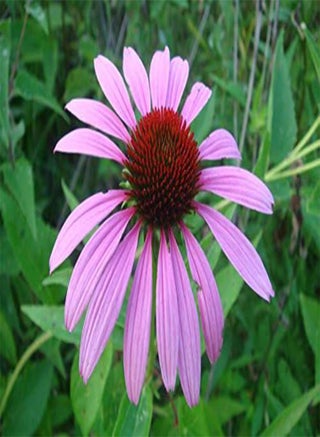 Echinacea pallida Pale Purple Coneflower 150 (0.5g's) Flower Seeds - pzsku/Z2DEA87238010D00FFCDBZ/45/_/1740460822/1f8229d9-f4be-4430-9ca2-39bf8aac62bc