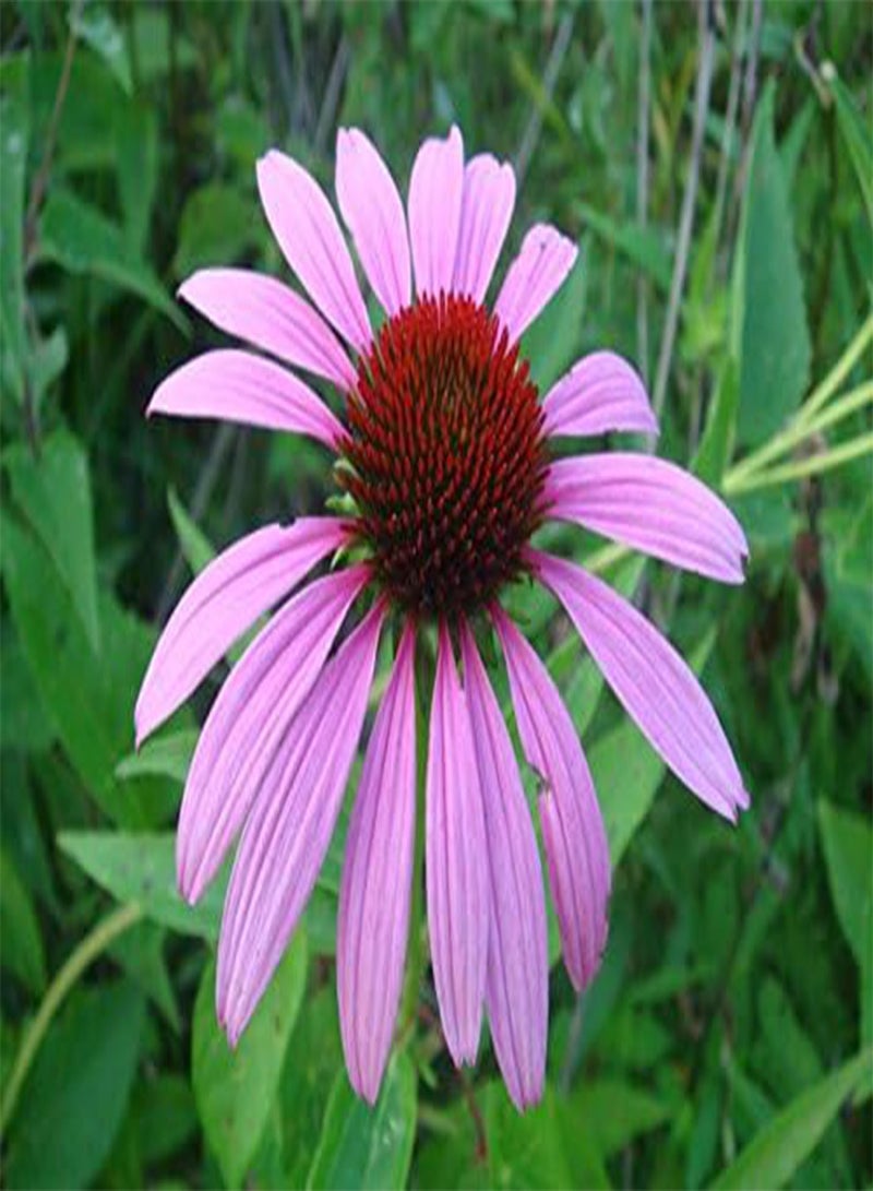 Echinacea pallida Pale Purple Coneflower 150 (0.5g's) Flower Seeds