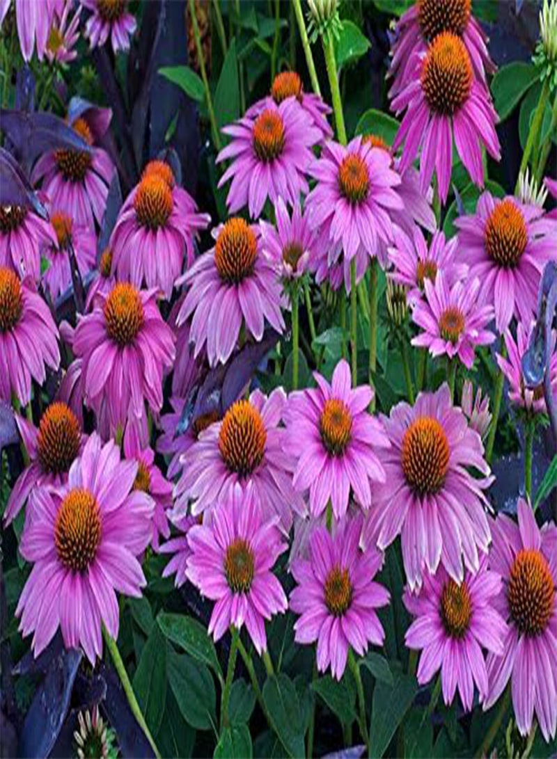 Echinacea pallida Pale Purple Coneflower 150 (0.5g's) Flower Seeds