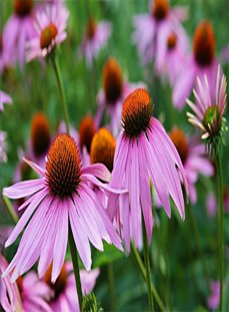 Echinacea pallida Pale Purple Coneflower 150 (0.5g's) Flower Seeds