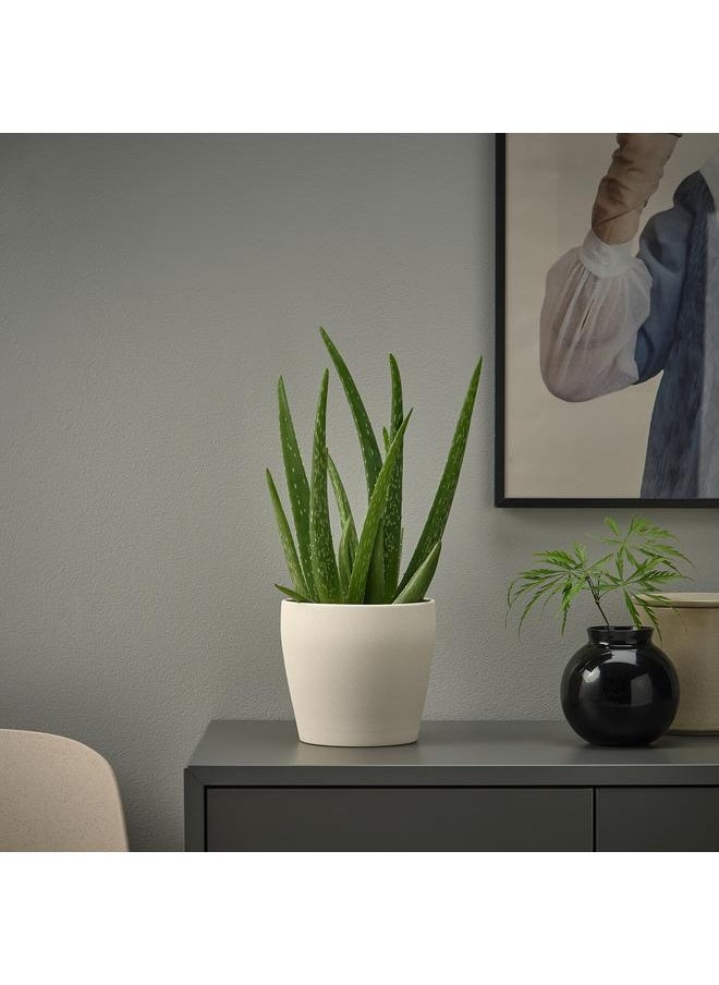 erorex Plant pot, light beige, 12 cm  - Image 4