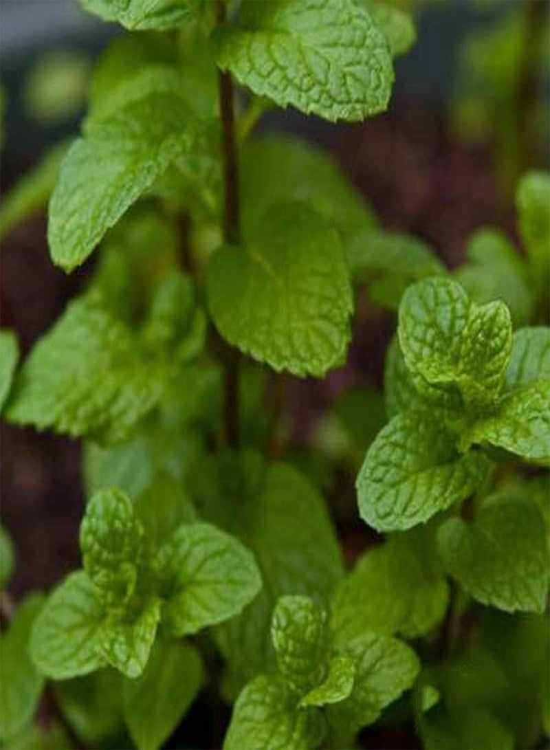 GGOOT 200pcs Mint Seeds Perennial for Garden Farm Planting Non-GMO Herbal Seed Full Spring Smell an Aromatic Special Economic Value - Image 2