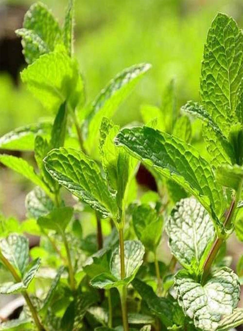 GGOOT 200pcs Mint Seeds Perennial for Garden Farm Planting Non-GMO Herbal Seed Full Spring Smell an Aromatic Special Economic Value - Image 3