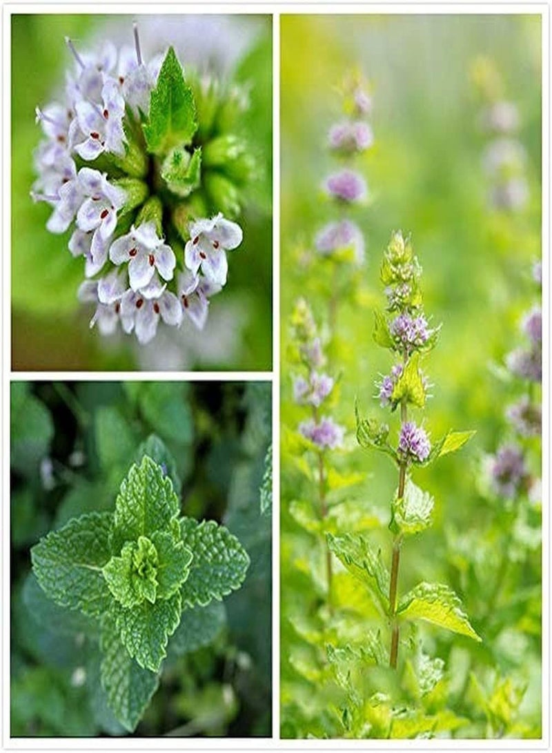 GGOOT 200pcs Mint Seeds Perennial for Garden Farm Planting Non-GMO Herbal Seed Full Spring Smell an Aromatic Special Economic Value - Image 1