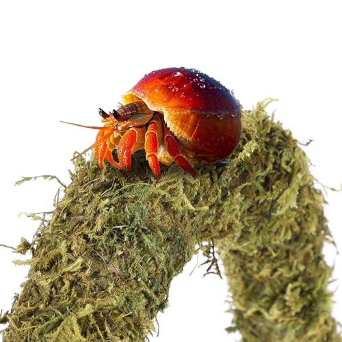 HERCOCCI HERCCOCCI Hermit Crab Accessories 6Pcs Hermit Crab Toys Coconut Shell Hut Climbing Hammock Artificial Plants for Hermit Crabs - Image 3