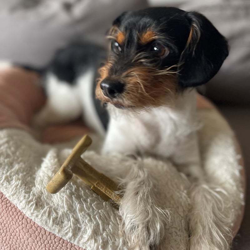 SPOT Bam-Bones Plus T Bone â€“ Bamboo Fiber & Nylon Dog Chew Toy for Moderate to Aggressive Chewers, Durable & Non-Splintering, Long Lasting Beef Flavor Toy for Dogs & Puppies Under 30 lbs, 4 in - Image 5