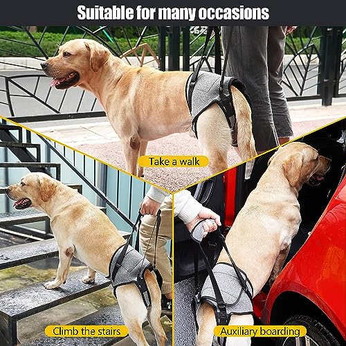 PETANGEL Dog Sling for Small Dogs Hind Leg Support to Help Rehabilitate The Hind Limbs of Elderly Dogs with Weak Hind Legs Disabilities & Injuries Dog Harness Helps Arthritis ACL Recovery (Size: M) - Image 4