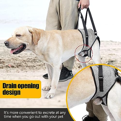PETANGEL Dog Sling for Small Dogs Hind Leg Support to Help Rehabilitate The Hind Limbs of Elderly Dogs with Weak Hind Legs Disabilities & Injuries Dog Harness Helps Arthritis ACL Recovery (Size: M) - Image 5
