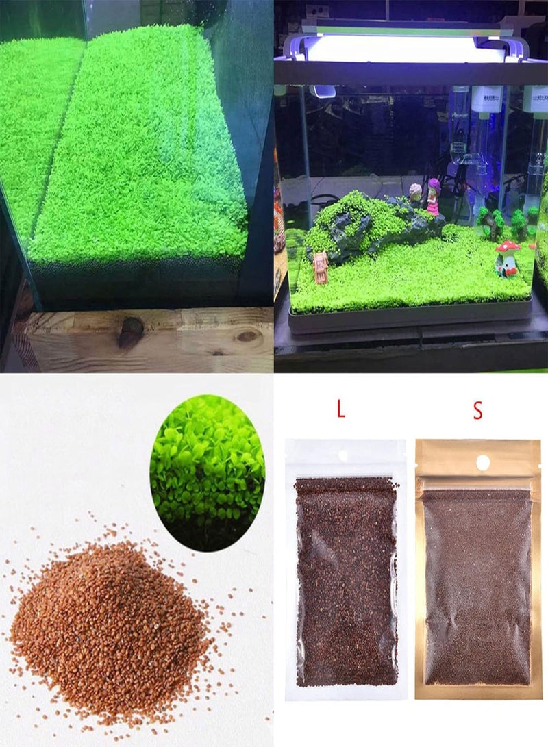 GGOOT 1 Bag Fish Tank Aquarium Plant Seeds Aquatics Green Leaves Carpet Water Grass Decor - L - Image 2