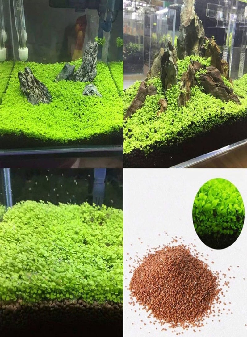GGOOT 1 Bag Fish Tank Aquarium Plant Seeds Aquatics Green Leaves Carpet Water Grass Decor - L - Image 3