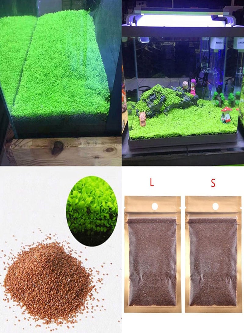 GGOOT 1 Bag Fish Tank Aquarium Plant Seeds Aquatics Green Leaves Carpet Water Grass Decor - L - Image 4