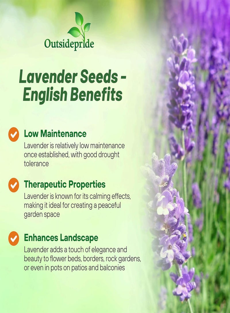 GGOOT English Lavender Seeds - 500 Pcs Perennial, Drought-Tolerant & Pollinator Friendly Herb Seeds for Planting Fragrant and Delicate Flowers with Lavender Blooms for Xeriscaping Gardens - Image 3