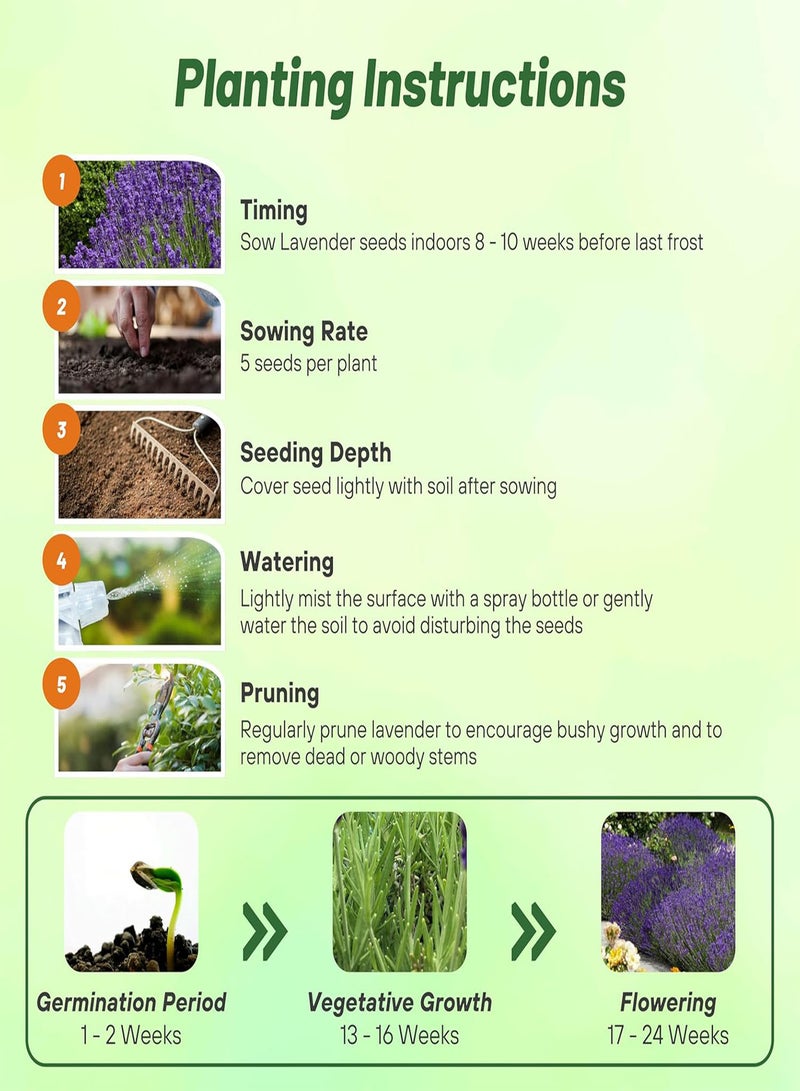 GGOOT English Lavender Seeds - 500 Pcs Perennial, Drought-Tolerant & Pollinator Friendly Herb Seeds for Planting Fragrant and Delicate Flowers with Lavender Blooms for Xeriscaping Gardens - Image 5