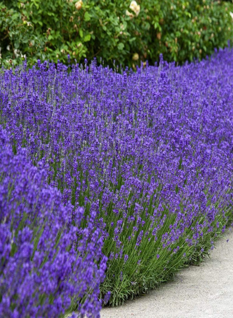 GGOOT English Lavender Seeds - 500 Pcs Perennial, Drought-Tolerant & Pollinator Friendly Herb Seeds for Planting Fragrant and Delicate Flowers with Lavender Blooms for Xeriscaping Gardens - Image 1