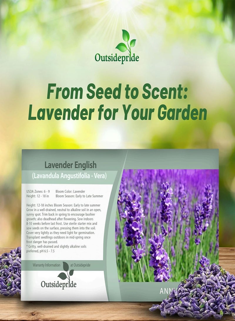 GGOOT English Lavender Seeds - 500 Pcs Perennial, Drought-Tolerant & Pollinator Friendly Herb Seeds for Planting Fragrant and Delicate Flowers with Lavender Blooms for Xeriscaping Gardens - Image 4