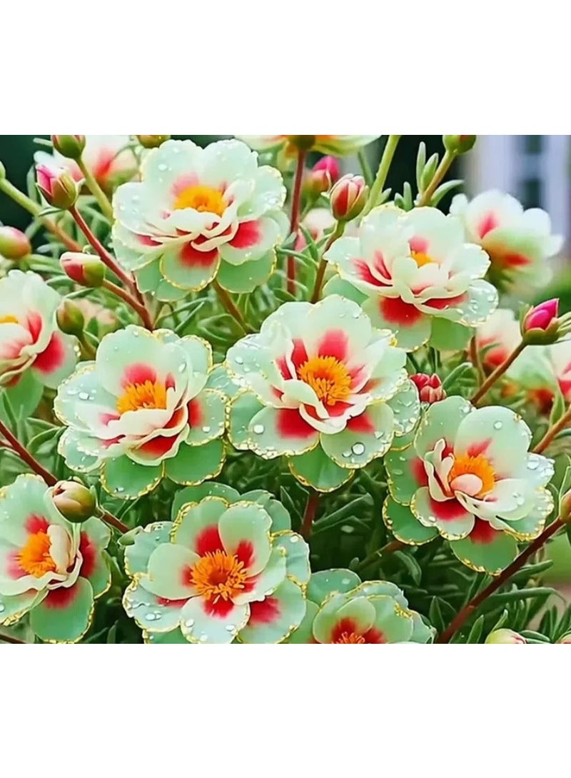 200PCS Golden-edged Moss-Rose Purslane Double Flower Seeds New Portulaca Seeds - Image 1