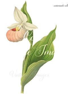 (Assembly frame) Antique Cypripedium Spectabile Vintage Flower PNG transparent image showy lady's slipper pink-and-white lady's-slipper stout plant blooming