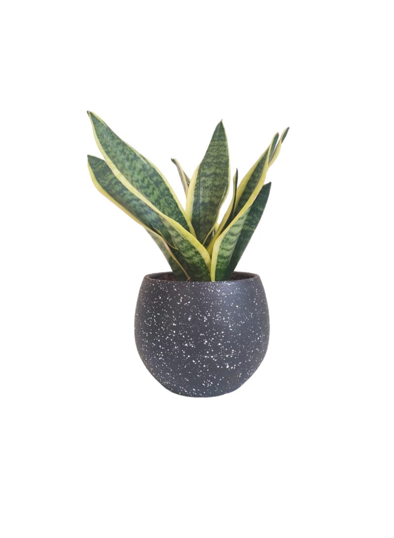 Shatla Shop Gold Sansevieria Plant with black terrazzo pot