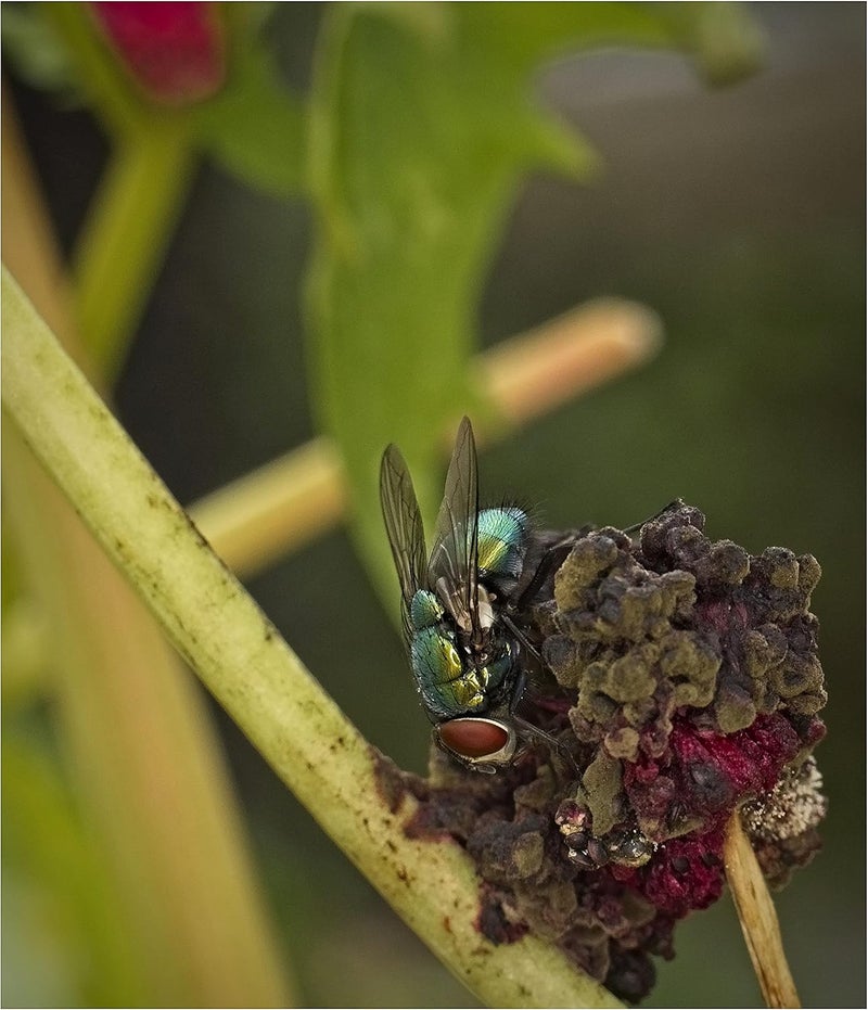 Digital Nc Digital Macro +10 Achromatic Close-Up Screw Mount Lens (72mm) - Image 4