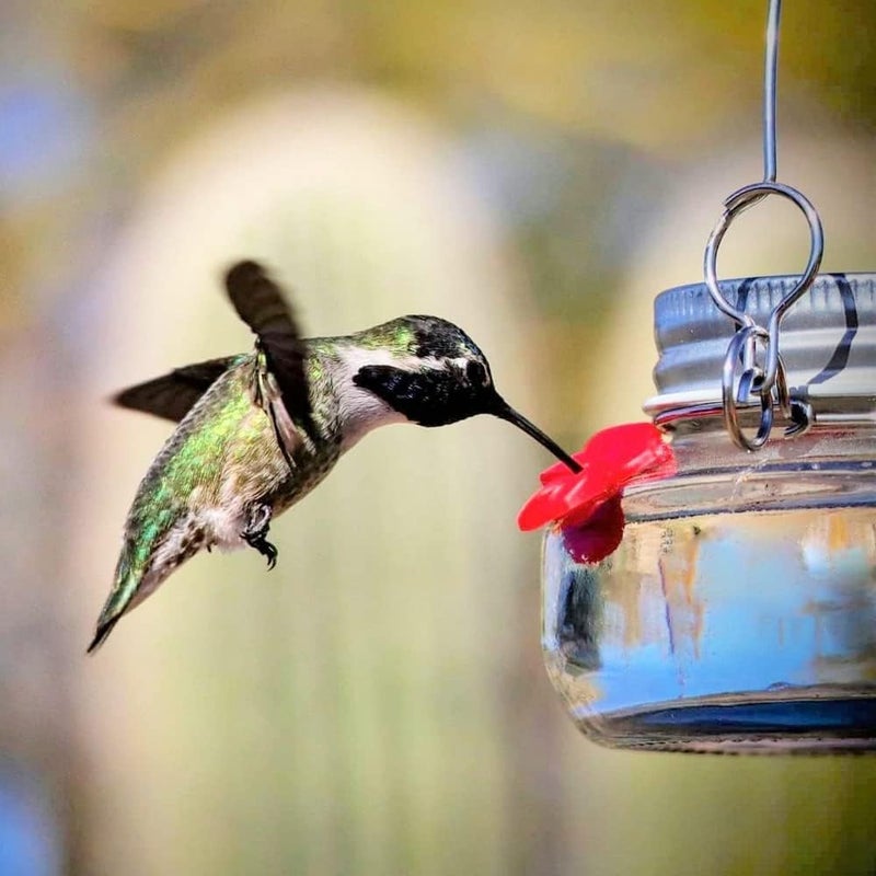 woobles Beautiful Mason Jar Hummingbird Feeder with Three Ports, Clear Little Bird Wild Birds Feeding Jar with Flower Feeding Ports, Portable Fluid Flower Hummingbird Feeder for Outdoor Hanging 500ml (1PCS) - Image 2