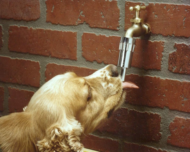 Lixit L100 Water Faucet Automatic Fountain for Dogs and other Pets. (Pack of 2) - Image 5