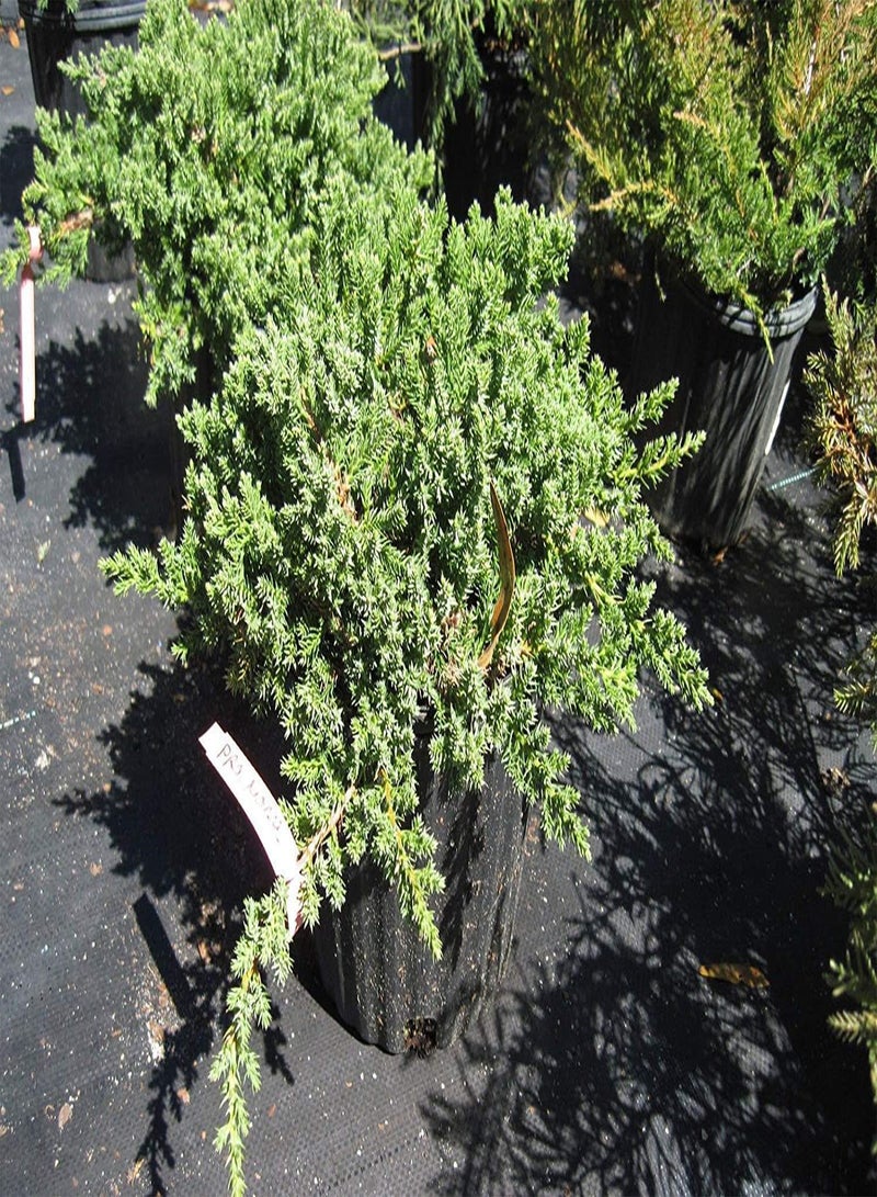 GGOOT Germination : Procumbens Nana Juniper, Bonsai Starter Plant Evergreen