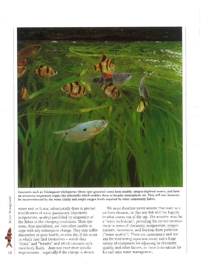 أنيس: أسماك حوض السمك - Image 4