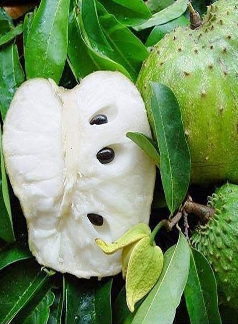 GGOOT 20Pcs Custard Apple Growing Pack | Home Planting Annona Squamosa Seeds Tropical Greenery Fruits Seeds for Home Seeds 1size  - Image 3