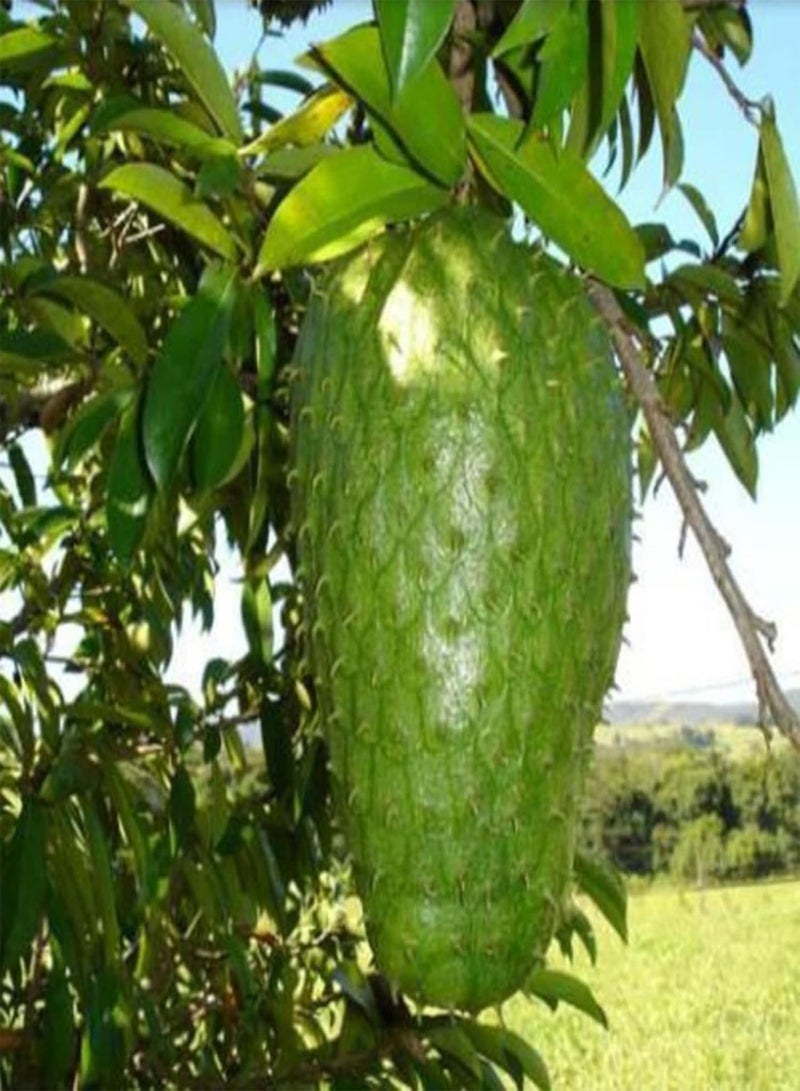 GGOOT 20Pcs Custard Apple Growing Pack | Home Planting Annona Squamosa Seeds Tropical Greenery Fruits Seeds for Home Seeds 1size  - Image 1