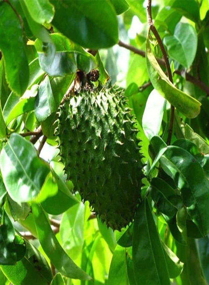 GGOOT 20Pcs Custard Apple Growing Pack | Home Planting Annona Squamosa Seeds Tropical Greenery Fruits Seeds for Home Seeds 1size  - Image 2