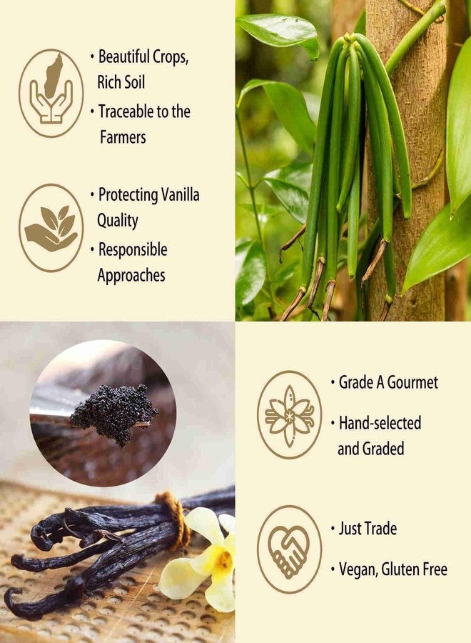 GRELIM 12 Madagascar Vanilla Beans New Season Grade A Whole Vanilla Pods Great for Vanilla Extract and Baking - Image 4