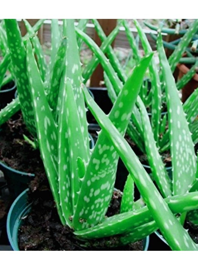 Generic 2 Pic Aloe Vera Plant for Face, Skin & Hair - | For Glowing Skin | For Both Men and Women Uses, (Pack of 2)  - Image 2