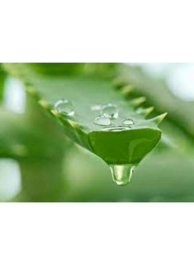 Generic 2 Pic Aloe Vera Plant for Face, Skin & Hair - | For Glowing Skin | For Both Men and Women Uses, (Pack of 2)  - Image 5