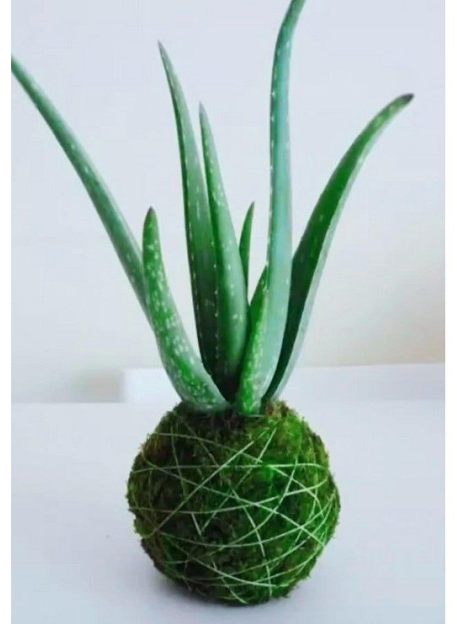 Generic 2 Pic Aloe Vera Plant for Face, Skin & Hair - | For Glowing Skin | For Both Men and Women Uses, (Pack of 2)  - Image 3