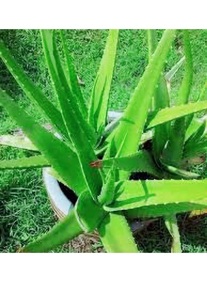 Generic 2 Pic Aloe Vera Plant for Face, Skin & Hair - | For Glowing Skin | For Both Men and Women Uses, (Pack of 2)  - Image 4