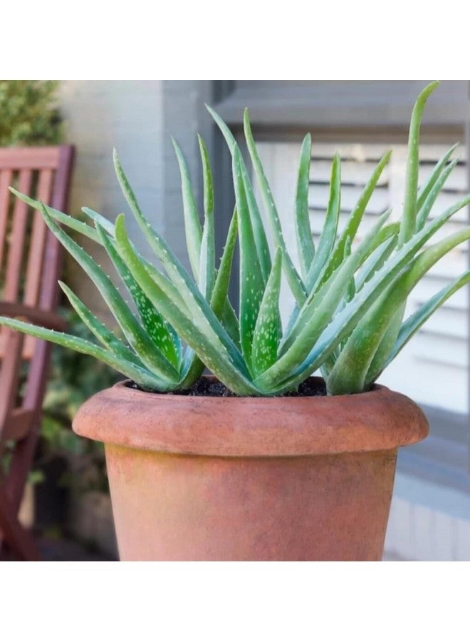 Generic 2 Pic Aloe Vera Plant for Face, Skin & Hair - | For Glowing Skin | For Both Men and Women Uses, (Pack of 2)  - Image 1
