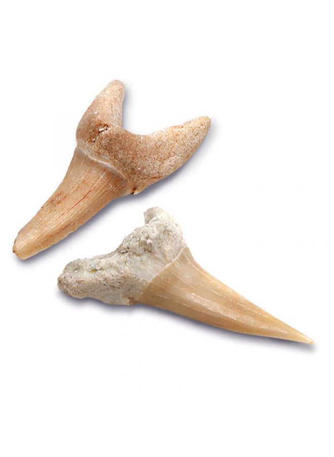 Discovery Mindblown Toy Excavation Kit Mini Shark Tooth 2Pc  - Image 4