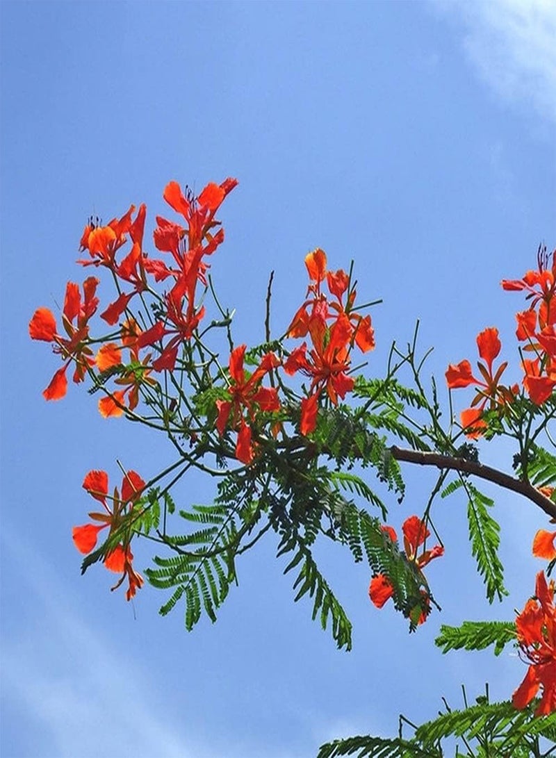 GGOOT 20Pcs Poinciana Seeds Tree Crown Tall Flower Red Leaf Green Full of Trees Like Fire Create A Unique Garden Scenery Has High Ornamental Value - Image 3