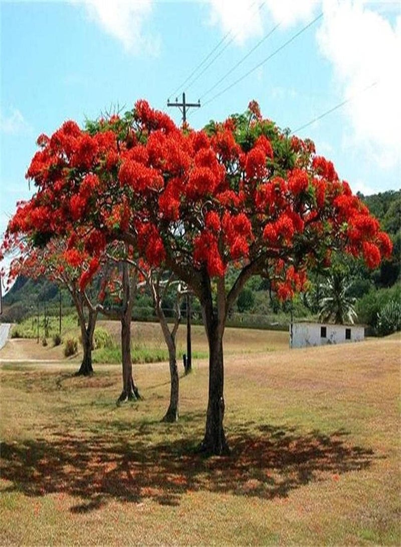 GGOOT 20Pcs Poinciana Seeds Tree Crown Tall Flower Red Leaf Green Full of Trees Like Fire Create A Unique Garden Scenery Has High Ornamental Value - Image 1