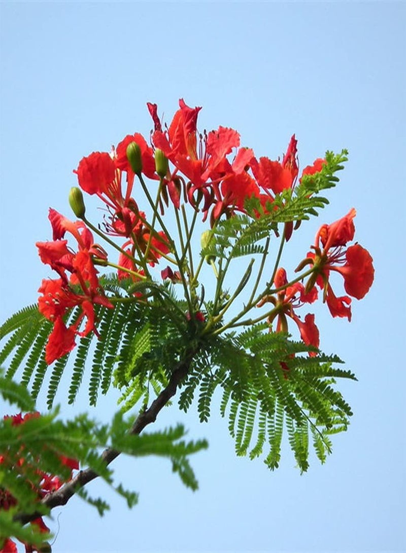 GGOOT 20Pcs Poinciana Seeds Tree Crown Tall Flower Red Leaf Green Full of Trees Like Fire Create A Unique Garden Scenery Has High Ornamental Value - Image 2