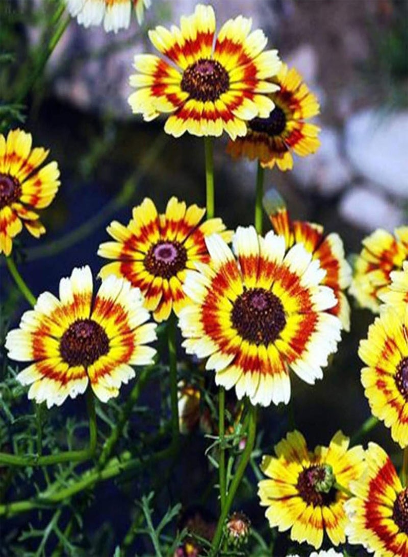 جي جوت نباتات خضراء، 50 قطعة من بذور زهرة الأقحوان الملونة، زهور بونساي، ديكور حديقة المنزل - Image 5