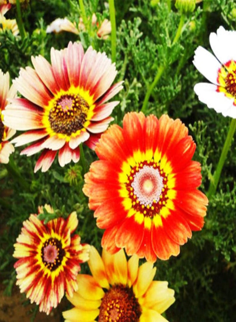 جي جوت نباتات خضراء، 50 قطعة من بذور زهرة الأقحوان الملونة، زهور بونساي، ديكور حديقة المنزل - Image 2