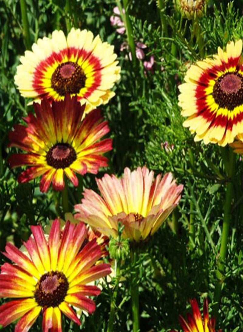 جي جوت نباتات خضراء، 50 قطعة من بذور زهرة الأقحوان الملونة، زهور بونساي، ديكور حديقة المنزل - Image 4