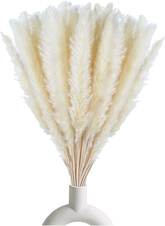 Generic - Fancy Natural Dried Flowers Original Pampas Grass -Tall Extra Fluffy- Faux Artificial Dried (5) - Image 1