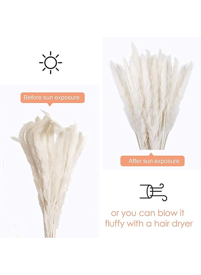 Generic - Fancy Natural Dried Flowers Original Pampas Grass -Tall Extra Fluffy- Faux Artificial Dried (5) - Image 1