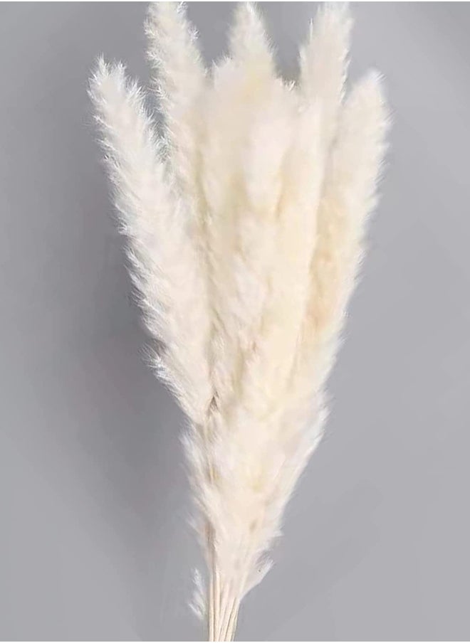 Generic - Fancy Natural Dried Flowers Original Pampas Grass -Tall Extra Fluffy- Faux Artificial Dried (5) - Image 1