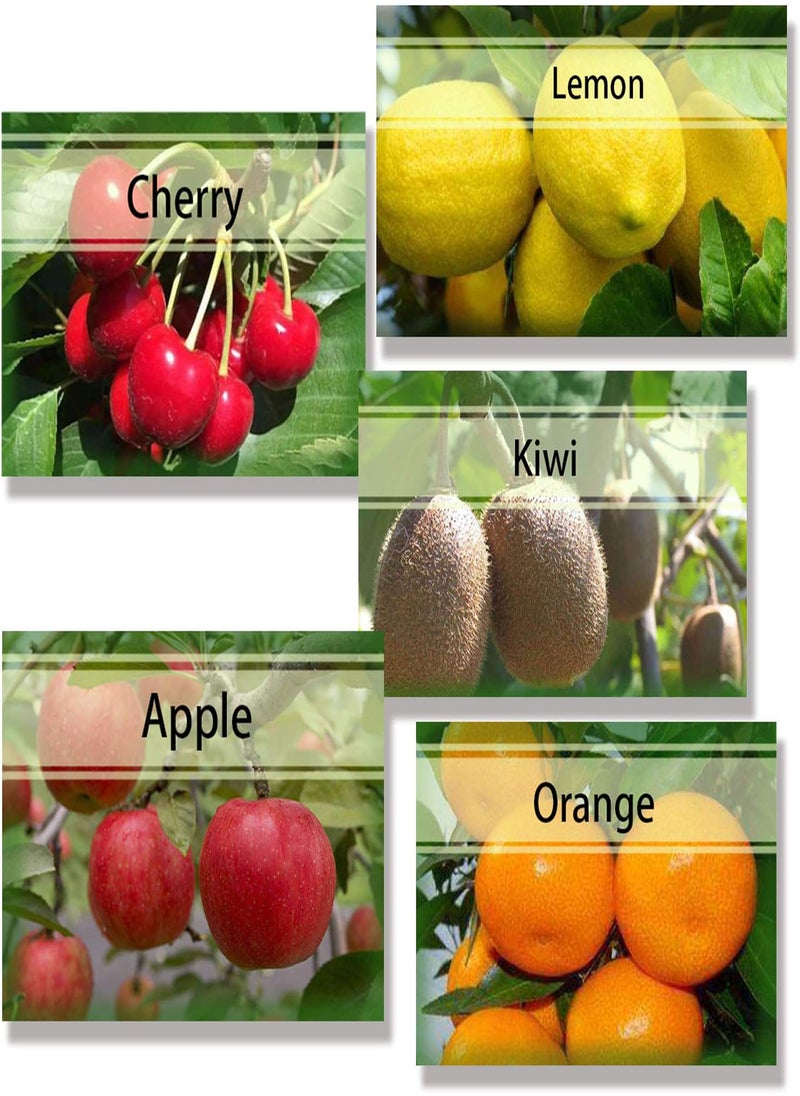 GGOOT - 560Pcs Fruit Seeds Package Includes 8 Varieties Including Watermelon Cherry Apple Lemon Easy to Plant Ripe in Summer Nutritionally Matched Enjoy Life Garden Courtyard Heirloom Fruits - Image 1