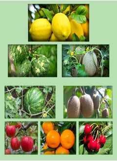 560Pcs Fruit Seeds Package Includes 8 Varieties Including Watermelon Cherry Apple Lemon Easy to Plant Ripe in Summer Nutritionally Matched Enjoy Life Garden Courtyard Heirloom Fruits