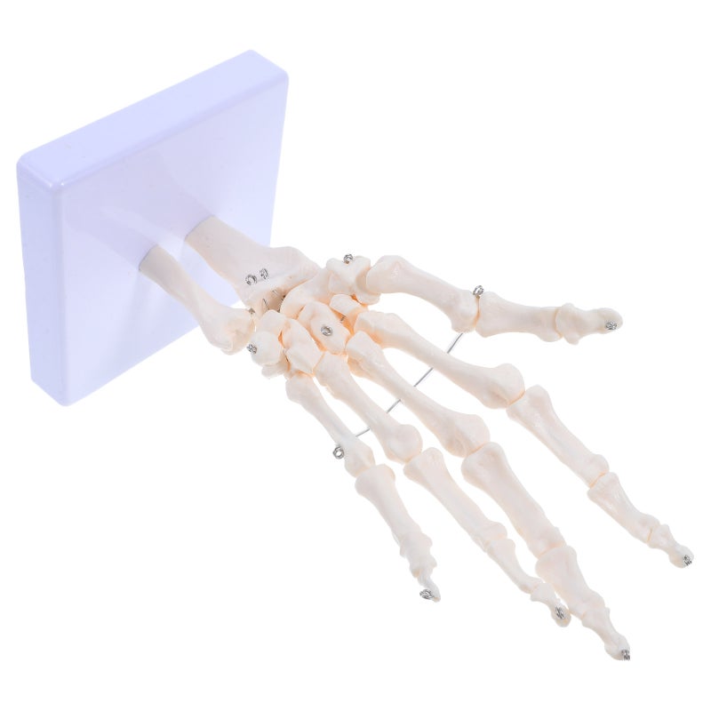Human Hand Skeleton Model for Anatomy Realistic Joint Simulation Model for Teaching and Learning Hand Joint Model for Schools Hospitals Labs - Image 1