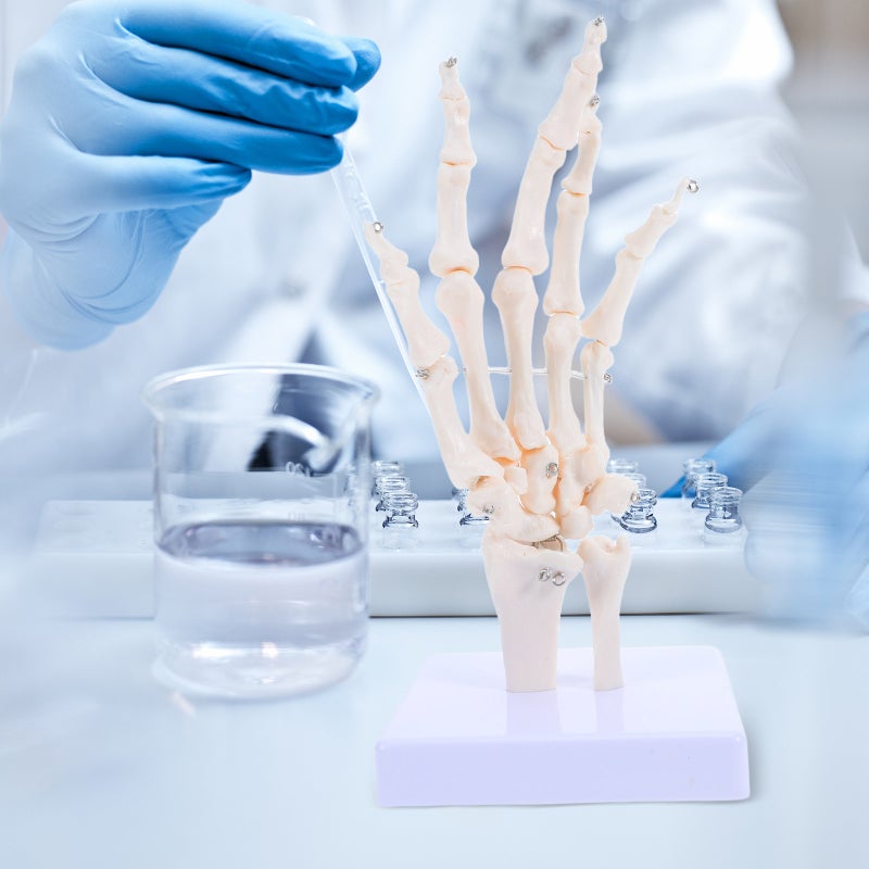 Human Hand Skeleton Model for Anatomy Realistic Joint Simulation Model for Teaching and Learning Hand Joint Model for Schools Hospitals Labs - Image 5